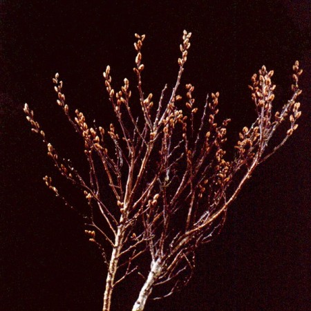 Bog Myrtle Myrica gale