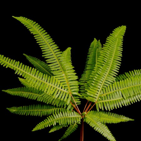 Broadleaf Umbrella Fern Sticherus