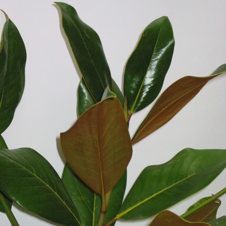 Bull Bay Magnolia grandiflora