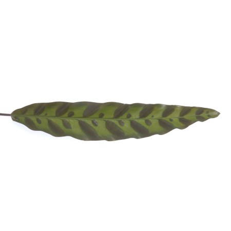 Calathea Peacock leaf 'insignis' Calathea