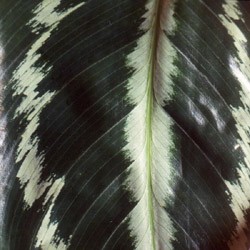 Calathea 'picturata Vandenhecki' Calathea