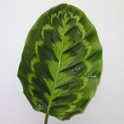 Calathea 'pavo real' Calathea