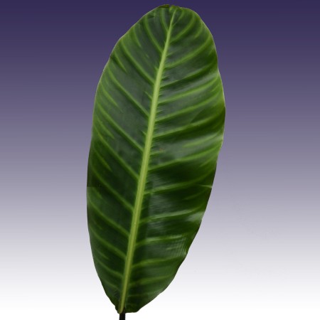 Calathea 'tigrana' Calathea