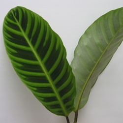 Calathea 'Zebrina' Calathea