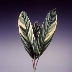 Calathea spp. 'Peacock Plants' Calathea spp.