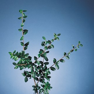 Camellia Camellia japonica