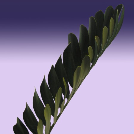 Cardboard Palm zamia furfuracea