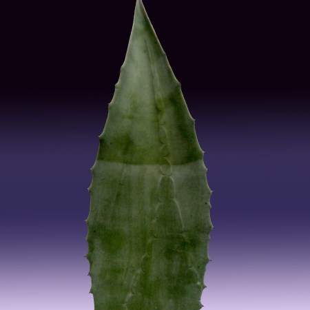Century Plant Agave americana