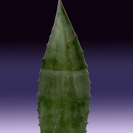 Century Plant Agave americana