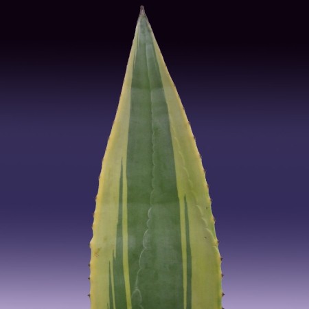 Century Plant Agave americana variegata