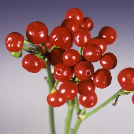 Chilli peppers 'round' Capsicum annum