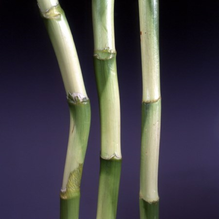 Chinese Bamboo Draceana sanderiana