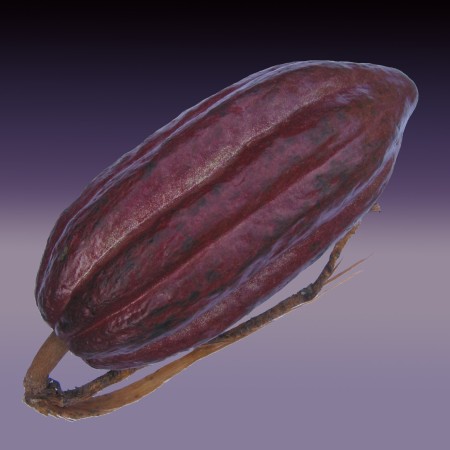 Chocolate Theobroma cacao