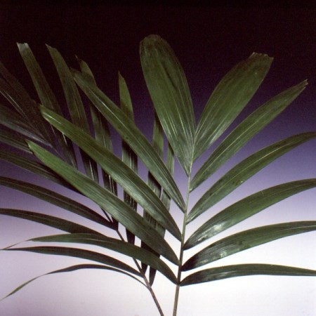 Christmas Palm Veitchia merrillii
