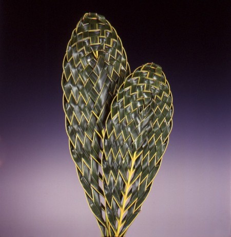 Coco Spear Leaf Cocos nucifera