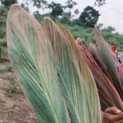 Cordyline 'striped leaves' Cordyline terminalis