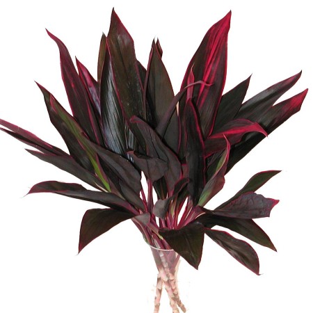 Cordyline 'Red Top' Cordyline terminalis