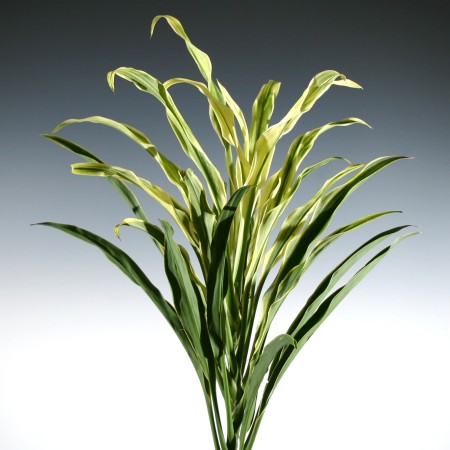 Cordyline 'White Fountain' Cordyline terminalis