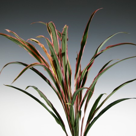 Cordyline  'Red Fountain' Cordyline terminalis 