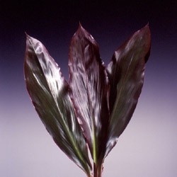 Cordyline  'Black Ti' Cordyline terminalis