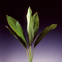 Cordyline 'Green Ti' Cordyline terminalis