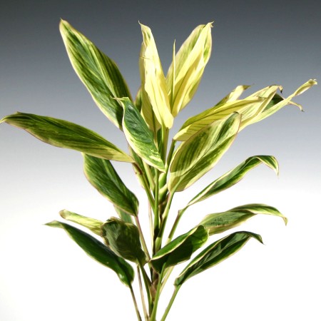 Cordyline 'Snow White top' Cordyline terminalis