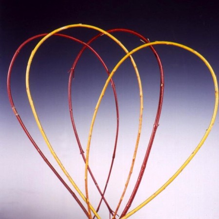 Cornus Hoops Cornus alba