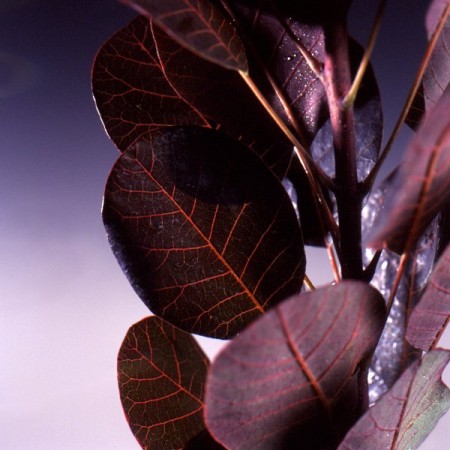 Cotinus coggyria Cotinus coggyria