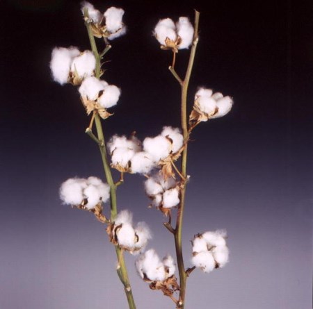 Cotton Gossypium herbaceum
