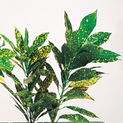 Croton tops Croton aucubifolia