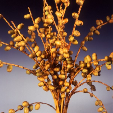 Dates - natural Phoenix dactylifera