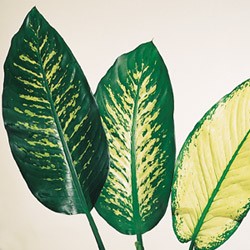 Dieffenbachia vars. 'Dumb Cane'