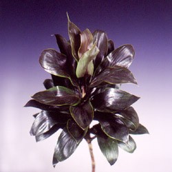 Dracaena 'Purple compacta' Dracaena