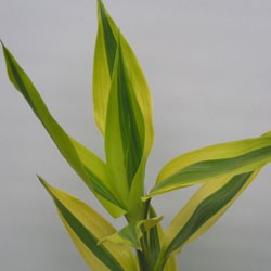 Dracaena Sanderiana 'Gold' Dracaena sanderiana