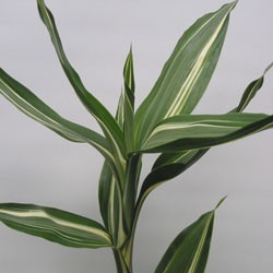 Dracaena Sanderiana 'Victory' Dracaena sanderiana