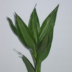 Dracaena Sanderiana 'borinquensis' Dracaena sanderiana