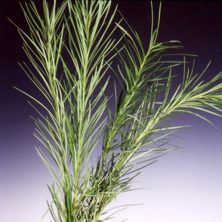 Emu grass Podocarpus drouynianus