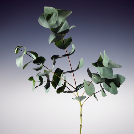 Eucalyptus 'Perriniana' Eucalyptus