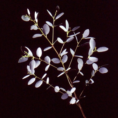 Eucalyptus 'Gunny (Cider Gum)' Eucalyptus