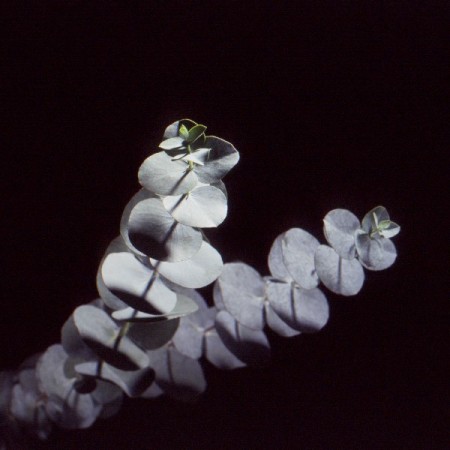 Eucalyptus 'Spinning Gum' Eucalyptus