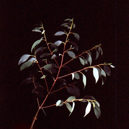 Eucalyptus 'Tingiringi Gum' Eucalyptus