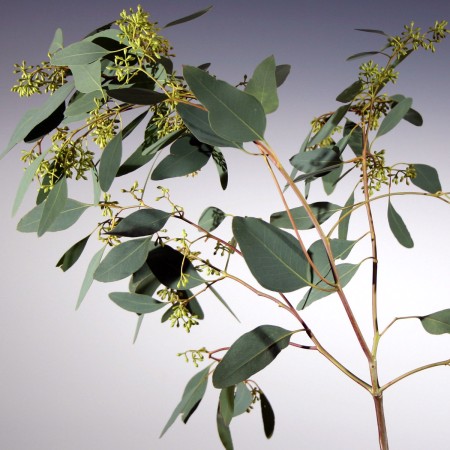 Eucalyptus 'Populus - Berries' Eucalyptus