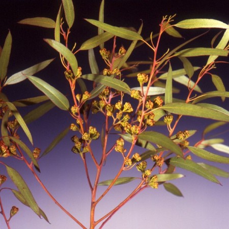 Eucalyptus 'Novelty Buds' Eucalyptus