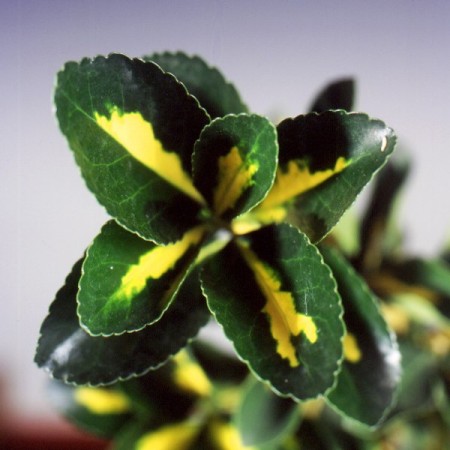 Euonymus 'Varigated' Euonymus pictus