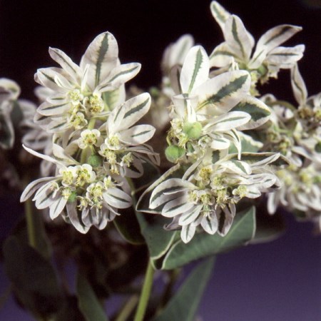 Euphorbia marginata Euphorbia marginata
