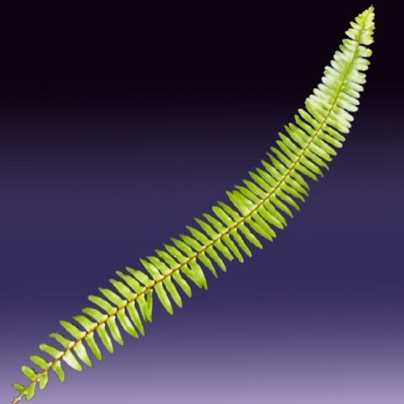 Feather Fern Nephrolepis exaltata 'Whitmanii'