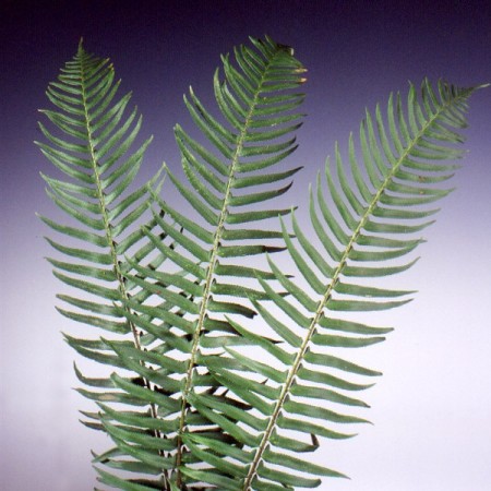 Flat Fern Polystichum munitum