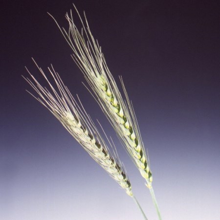 Green Wheat Triticum spp.