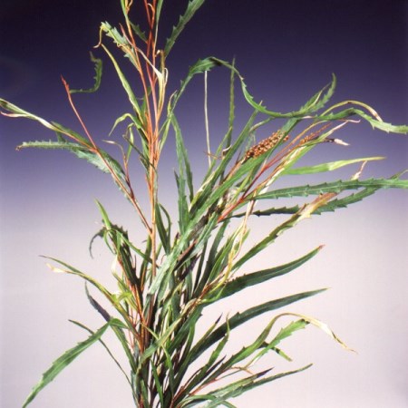 Grevillea Grevillea asplenifolia