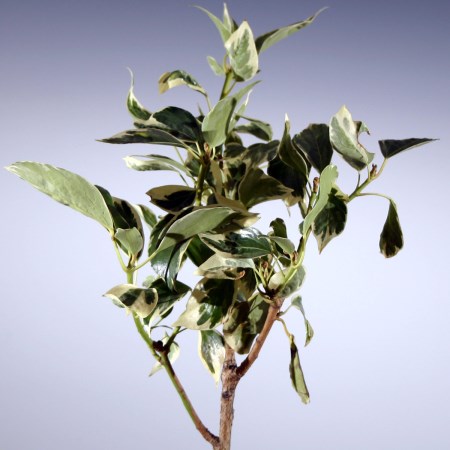 Hedera large leafed 'Varigated' Hedera ivy